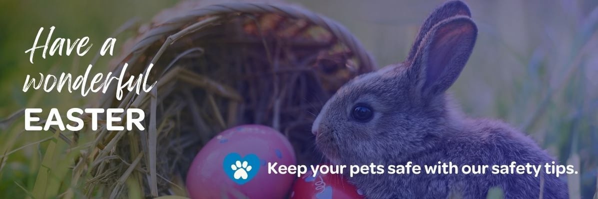 Easter eggs and rabbit