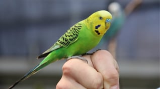 A budgerigar on a hand.