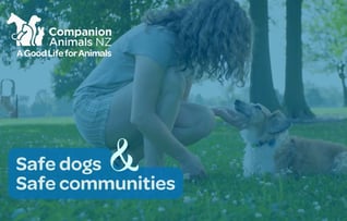 Dog safety video image