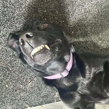 Indy the dog
