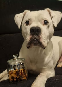 Paco the dog