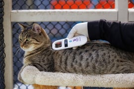 Cat being scanned for a microchip