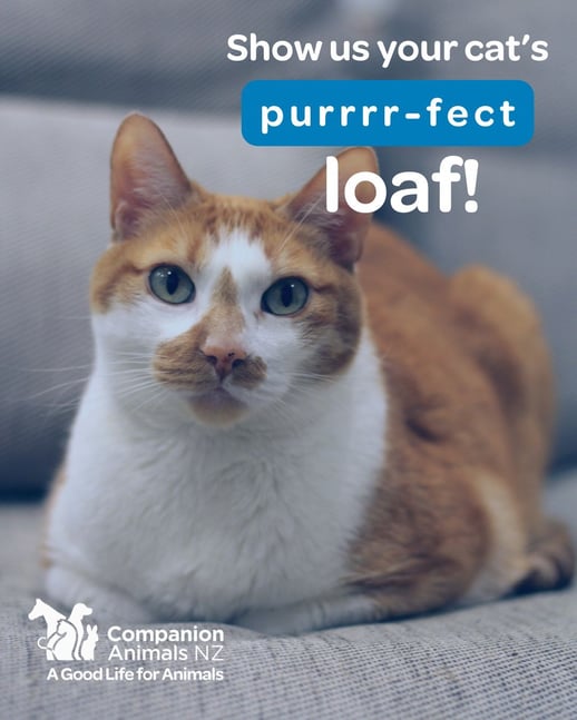 A cat lying comfortably in a 'loaf' position.