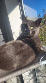 Stanley the cat