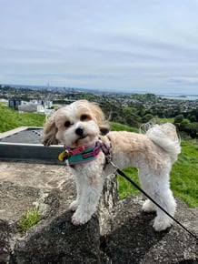 Bear the dog