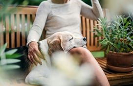 Dog resting head in owner's lap