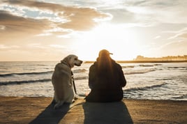 Dog and person sitting on beach watching sunset