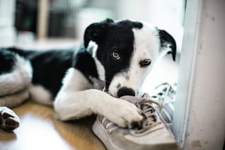 Dog chewing shoe