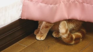 An orange tabby cat hiding under a pink bedspread, with only its paws and curled tail visible on a wooden floor.