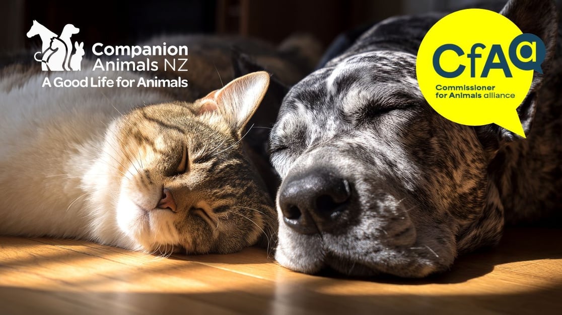 Tabby cat and grey dog resting together in sunlight, with Companion Animals NZ and CfAA logos displayed.