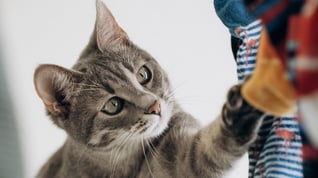 Cat reaching paw up to hanging sock