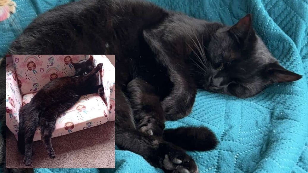 An image of Nova the cat