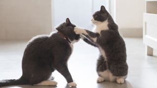 Two cats potentially fighting or playing
