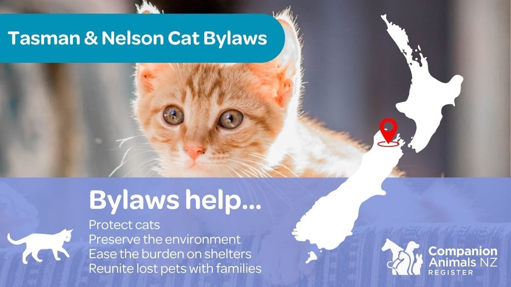 Bylaw image with a cat pictured