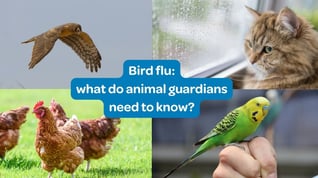 Bird flu info
